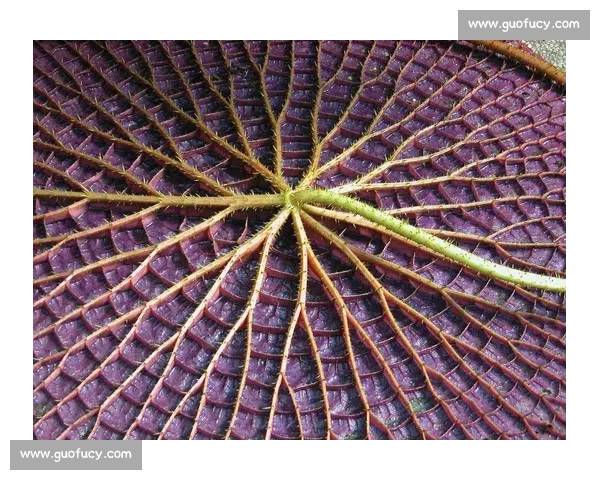 亚马孙王莲:黑夜绽放的 “善变花王” 亚马孙王莲:黑夜绽放的 “善变花王”