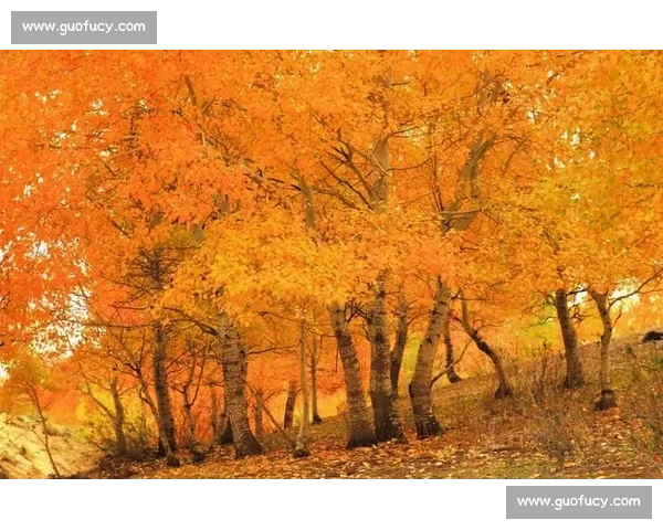 秋日阿勒泰,那束橙色的暖光 秋日阿勒泰,那束橙色的暖光